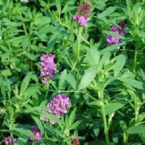 دانلود مقاله در مورد گیاه یونجه
