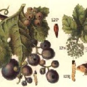 دانلود پاورپوینت جالب کرم خوشه خوار انگور در 33 اسلاید