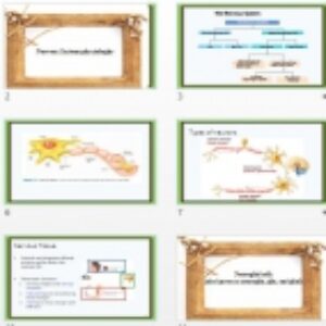 فایل پاورپوینت فیزیولوژی سیستم عصبی