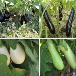 اصول کاشت بادمجان -47 صفحه فایل ورد