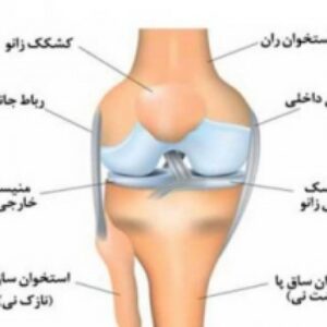 	تحقیق آماده انواع رباط در مفصل ها و یاخته های پشتیبان عصبی