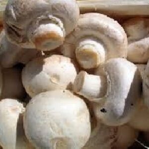 پاورپوینت پرورش قارچ دکمه ای