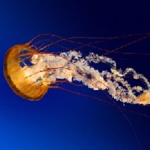 حکایاتی از عبید زاکانی
