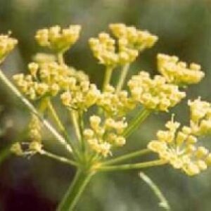 گیاه آنغوزه  Ferula assa (پاورپوینت 19ص)