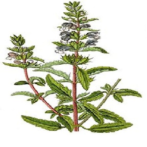 گیاه بادرشبو Dracocephalum moldavica (پاورپوینت  10  ص)