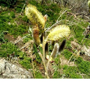 گیاه دارویی بیدمشک   Egyptian Salix aegyptica  (پاورپوینت 12 اسلاید)