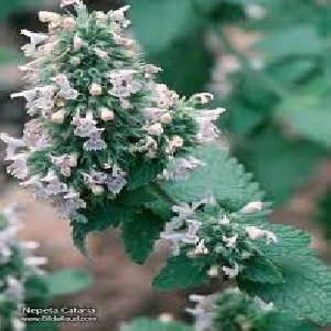 دانلود پاورپوینت علف گربه -نعنای گربه