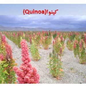 پاورپوینتی زیبا در مورد گیاهان جدید