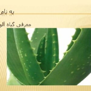 پاورپوینت در مورد گیاه آلورا
