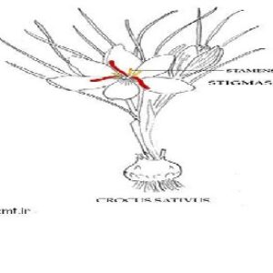 زعفران(Crocus   sativus) از کاشت تا برداشت  (پاورپوینت 23 اسلاید)