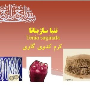 کرم کدوی گاوی تنیا ساژیناتا