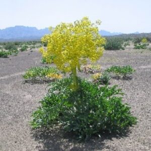 بررسی روشهای مختلف تیغ زنی بر عملکرد و بقای گیاه دارویی آنغوزه