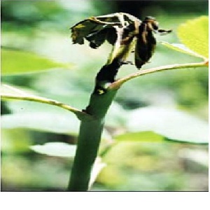 زنبور ساقه خوار ( چوبخوار) گل رزArdis brunniventris hartig (پاورپوینت 11 اسلاید)