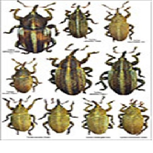 سرخرطومی سیب(Anthonomus pomorum ) (پاورپوینت 11 اسلاید)