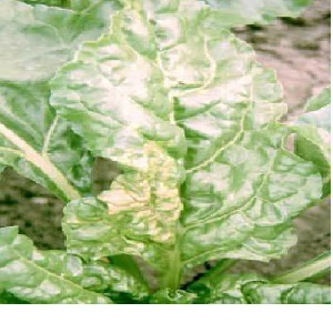 بیماری سفیدک داخلی اسفناج  Peronospora effusa (پاورپوینت 11 اسلاید)