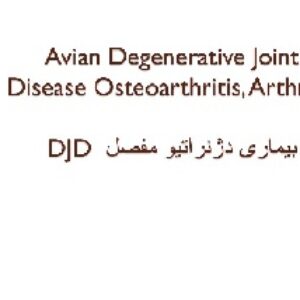 پاورپوینت بیماری دژنراتیو مفصل DJD