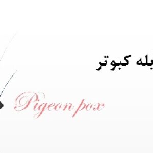 پاورپوینت بیماری آبله کبوتر