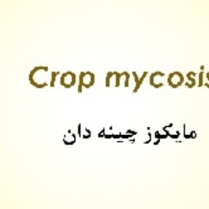 پاورپوینت بیماری مایکوز چینه دان در طیور