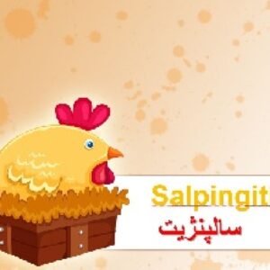 پاورپوینت سالپنژیت در طیور