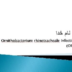 پاورپوینت بیماری عفونت ORT در طیور