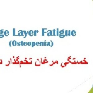 پاورپوینت خستگی مرغان تخم‌ گذار در قفس (Cage Layer Fatigue)
