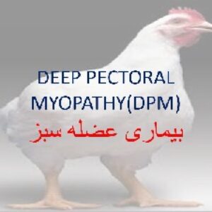 پاورپوینت بیماری عضله سبز