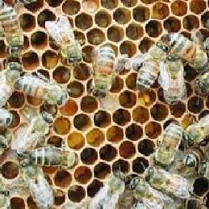 طرح توجیهی بررسی پرورش و نگهداری زنبور عسل