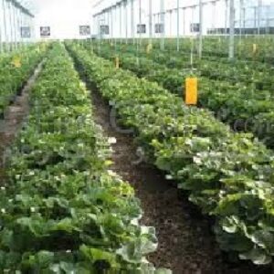 طرح توجیهی بررسي پرورش صیفیجات گلخانهای