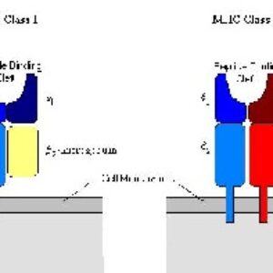 جزوه کامل مجموعه اصلی سازگاري بافتی و عرضه آنتی ژن MHC I , II