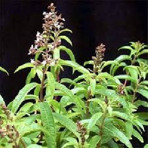 دانلود پروژه تولید گیاهان دارویی به روش زراعی
