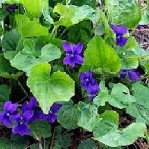 دانلود پروژه بنفشه معطر