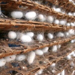 تحقیق درباره کاربرد اصول يادگيري تجربي در آموزش پرورش کرم ابريشم به زبان روستايي