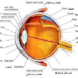 پاورپوینت حس بینایی