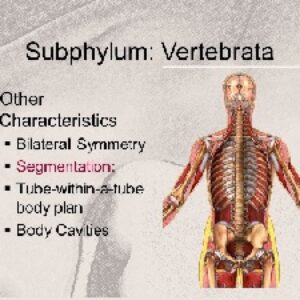 GENERAL HUMAN ANATOMY  - ارائه مطلب