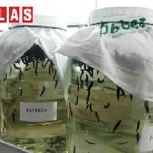 طرح توجیهی پرورش زالو(صنعتی و خانگی)