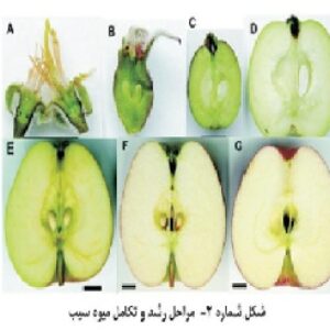پاورپوینت درخت سیب (40 اسلاید)
