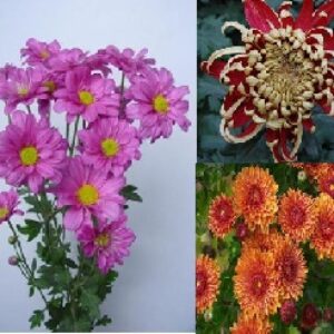 پاورپوینت گل داوودی Chrysanthemum (تعداد 22 اسلاید)