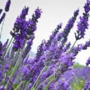 پاورپوینت معرفی گیاه اسطوخودوس