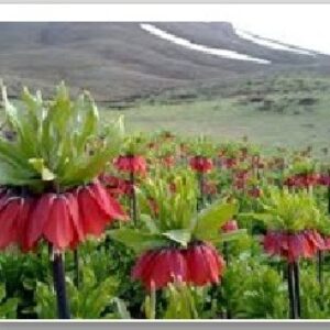 گیاهان دارویی