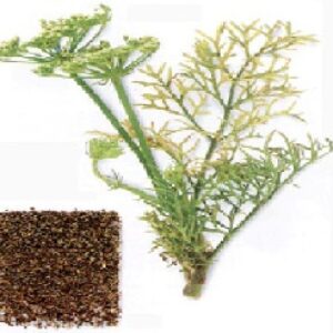 گیاه دارویی زنیان (پاورپوینت ppt 22 اسلاید)