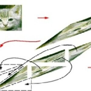 Arnold cat map source