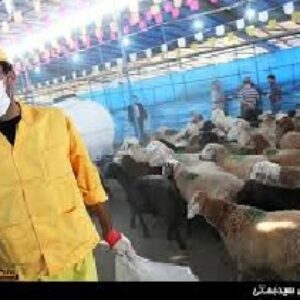 تحقیق  درباره بهداشت دام