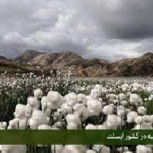 تحقیق  درباره تاريخچه پنبه در ايران