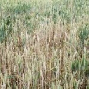 تحقیق  درباره بيماريهاي مهم غلات