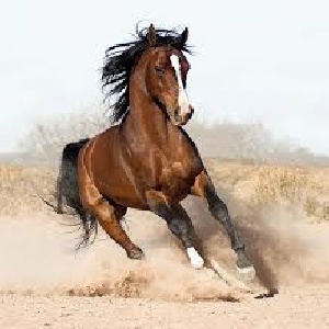 تحقیق  درباره تاریخچه اسب