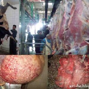 دانلود جزوه بهداشت و بازرسی گوشت (بازرسی قبل کشتار)