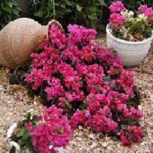 تحقیق  درباره انواع گل و گياه