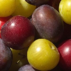 پاورپوینت درباره آلو