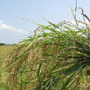 پاورپوینت درباره آمار خسارت علفهاي هرز در گندم