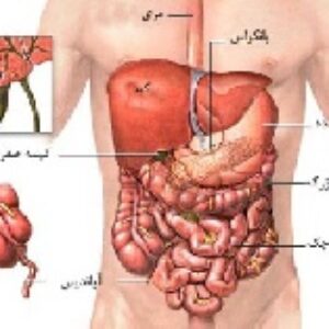 پاورپوینت درباره آناتومی دستگاه گوارش و تشخیص ها و لوله گذاری